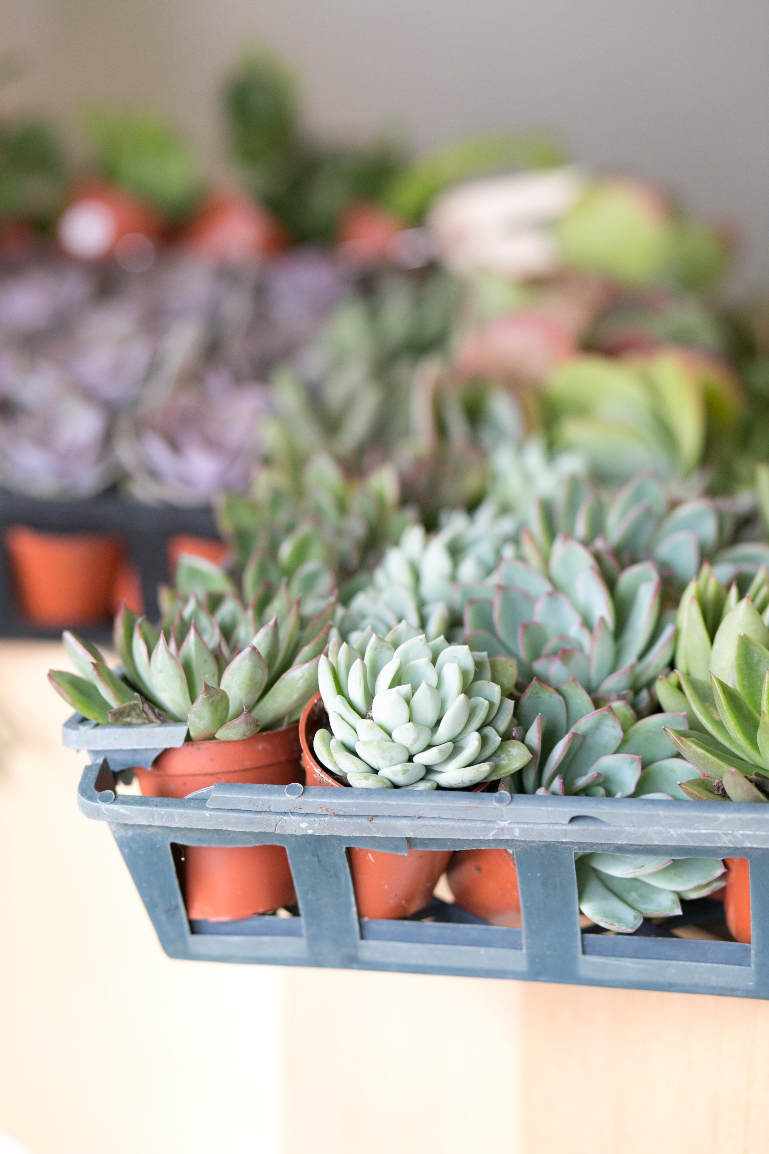 Dig In: A Hands-On Build & Take Home Succulent Terrarium Workshop image