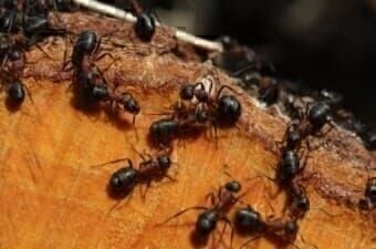 A picture of an ant colony
