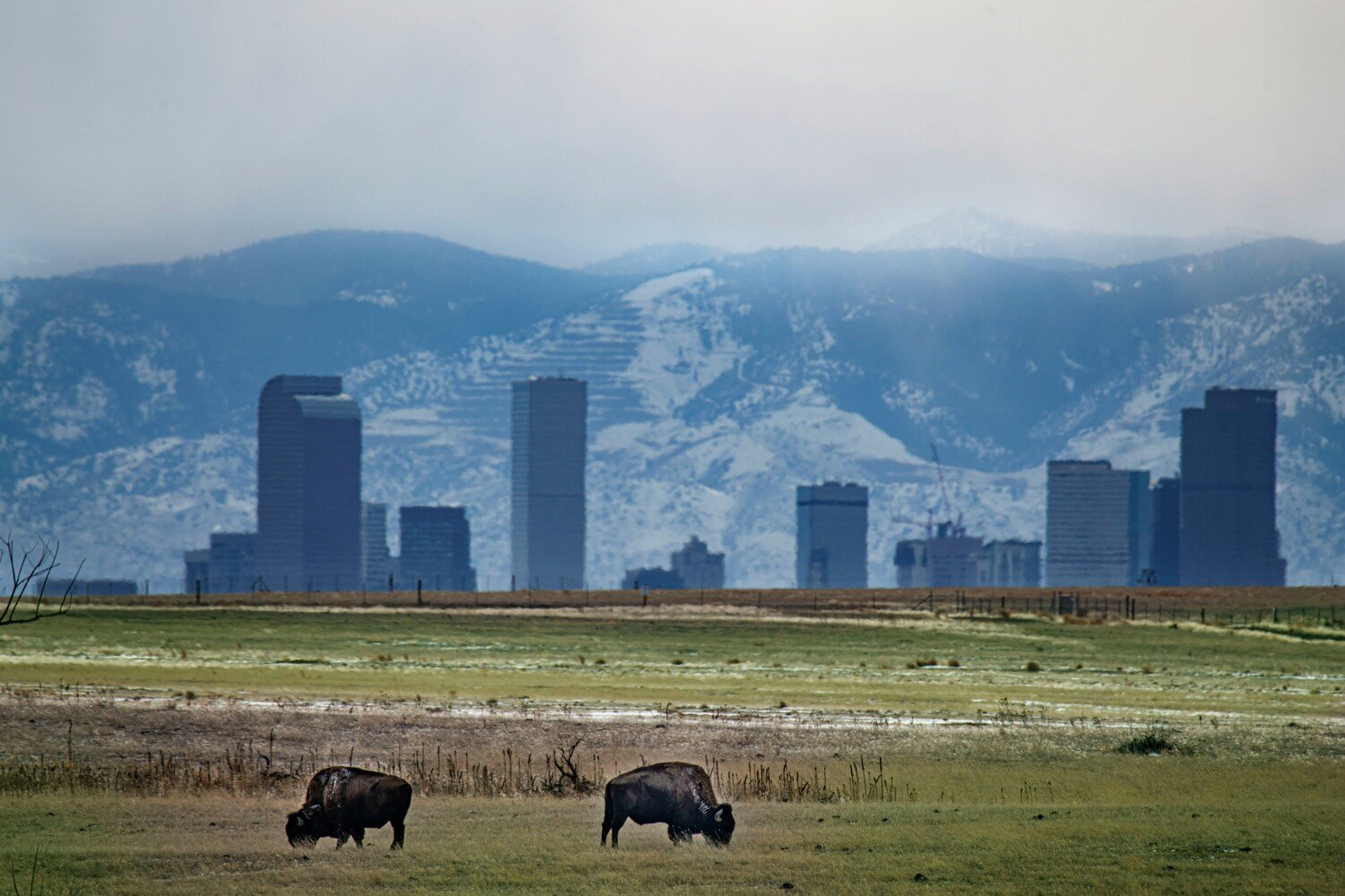 Denver History Art of Storytelling image #3
