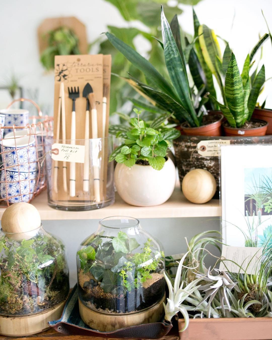 Unbox, Plant, Keep: A Live Succulent Terrarium Workshop image