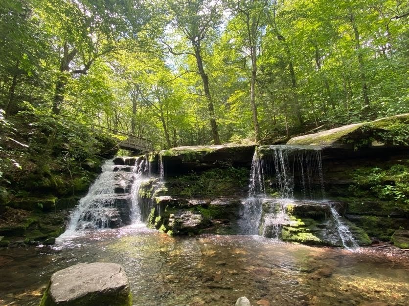 Forest Wellness Day: Mindful Team Hike image #2