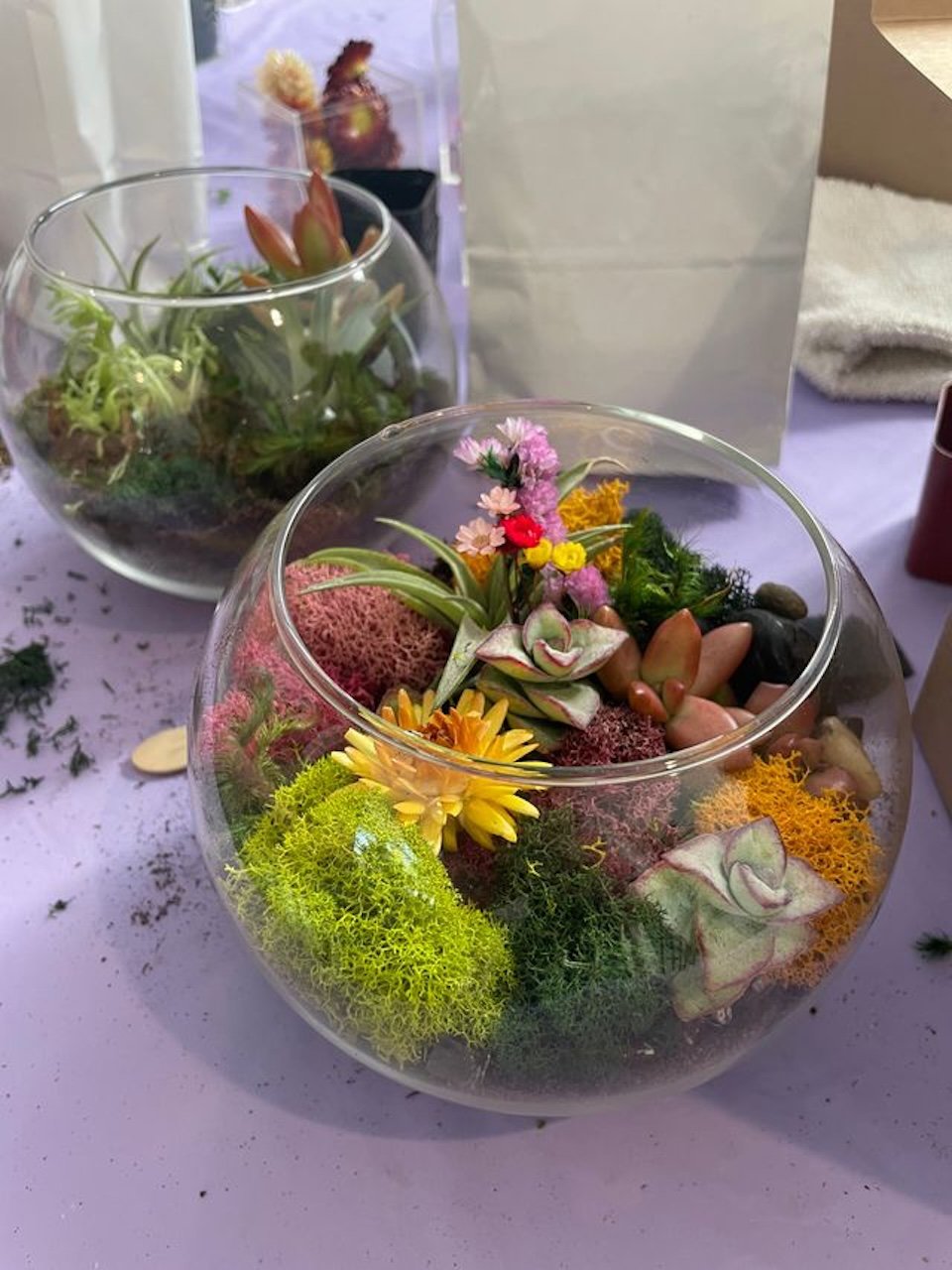 Virtual Succulent Terrarium Workshop image