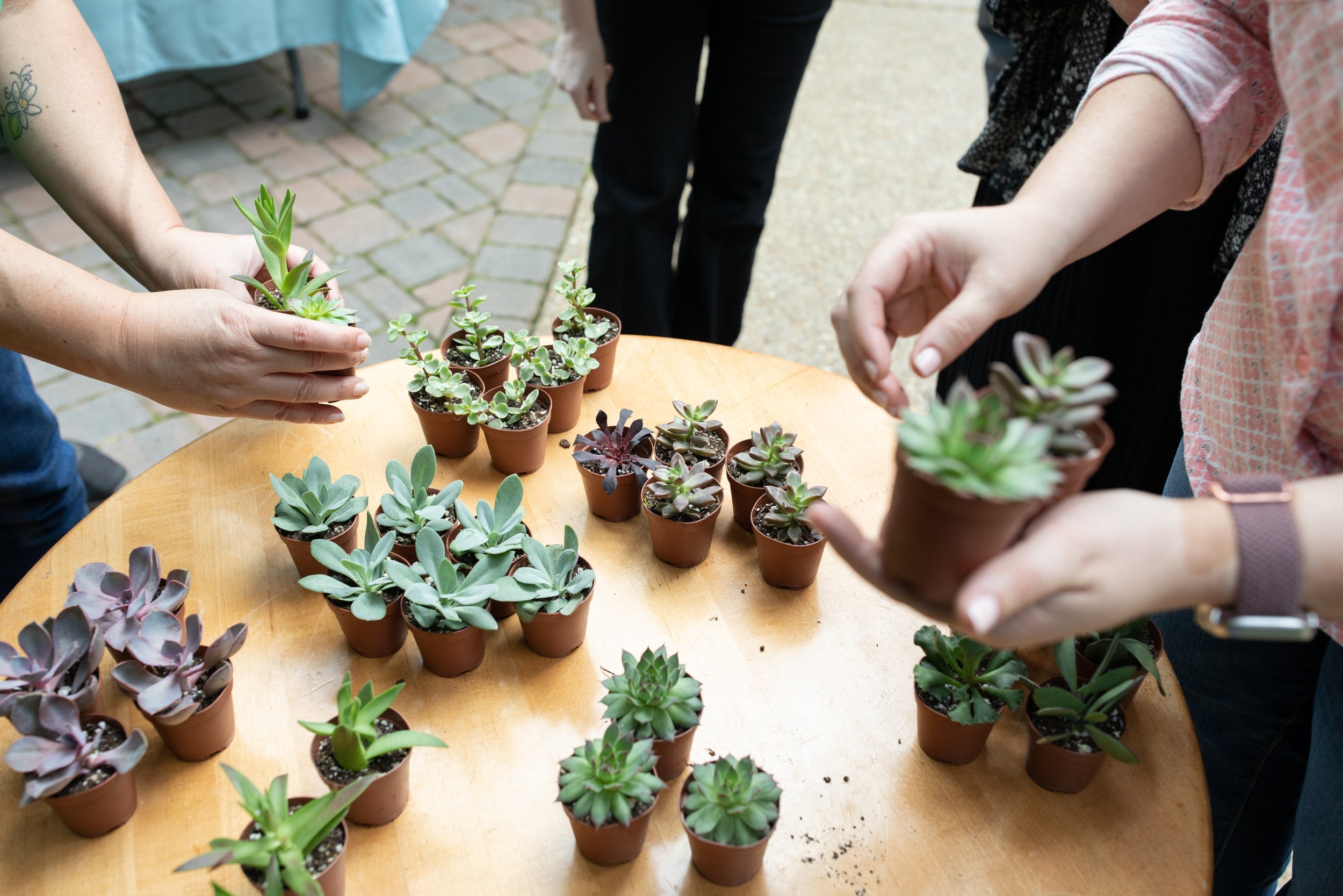 Dig In: A Hands-On Build & Take Home Succulent Terrarium Workshop image