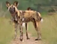 A picture of an African wild dog