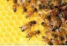 A picture of bees on a honeycomb