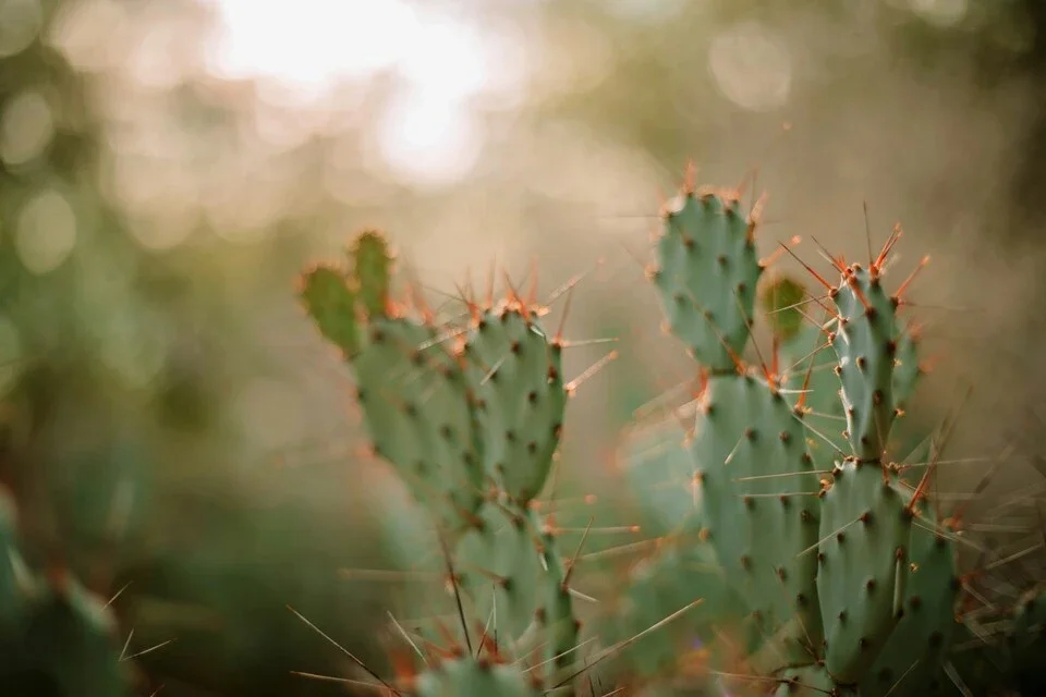 Phoenix team building skyline